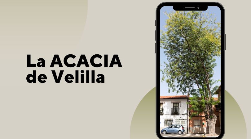 La acacia de Velilla se encuentra en un excelente estado de salud
