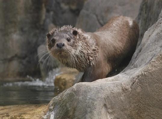 Excursión al Zoo de Guadalajara