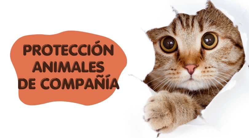 Recuerda que los animales de compañía están protegidos por la legislación vigente