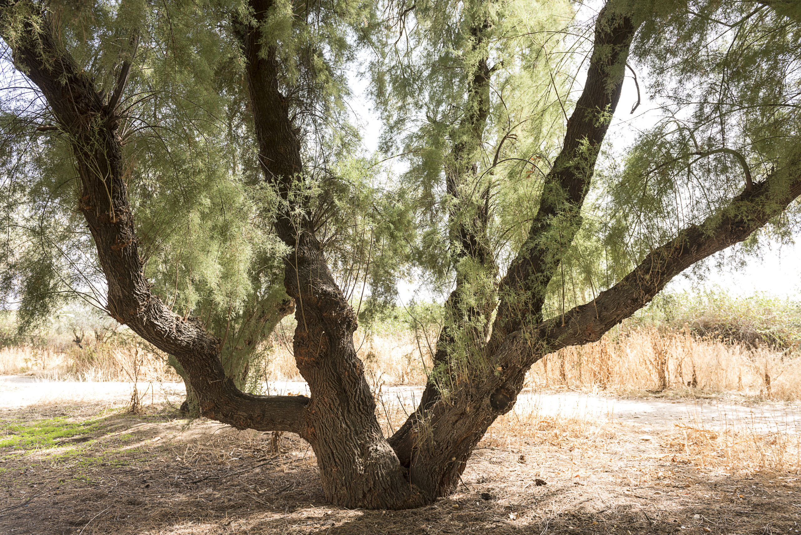 Árboles singulares en Velilla de San Antonio