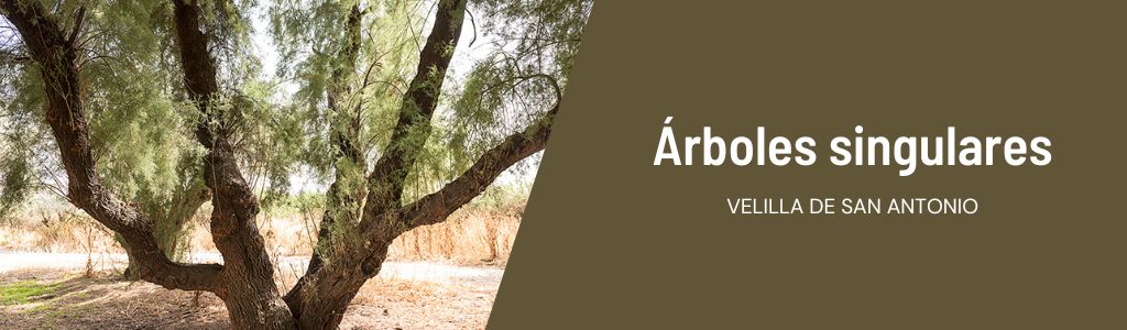 arboles singulares pag metaslider