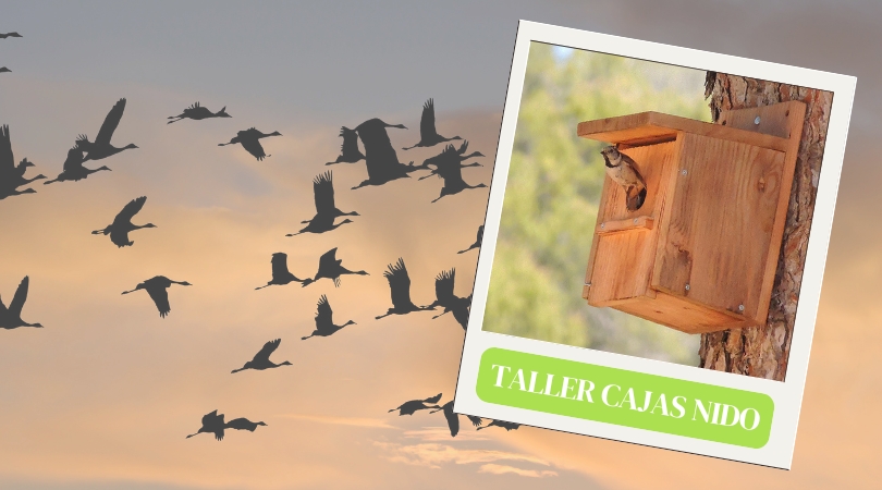 Taller de cajas nido