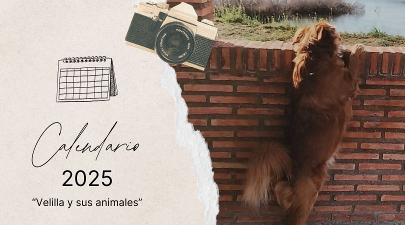 ¡Ya está aquí el Calendario Velilla de San Antonio 2025!