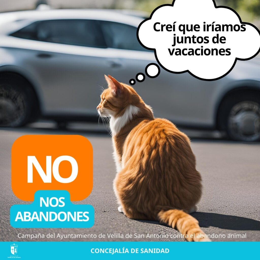 campaña abandono animales 2024 gato