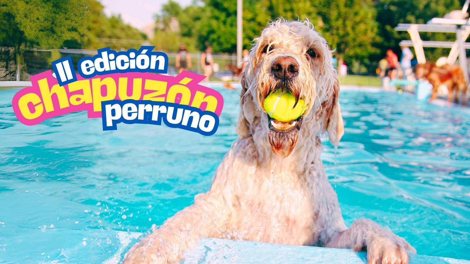 II Edición Chapuzón perruno en la piscina de Velilla