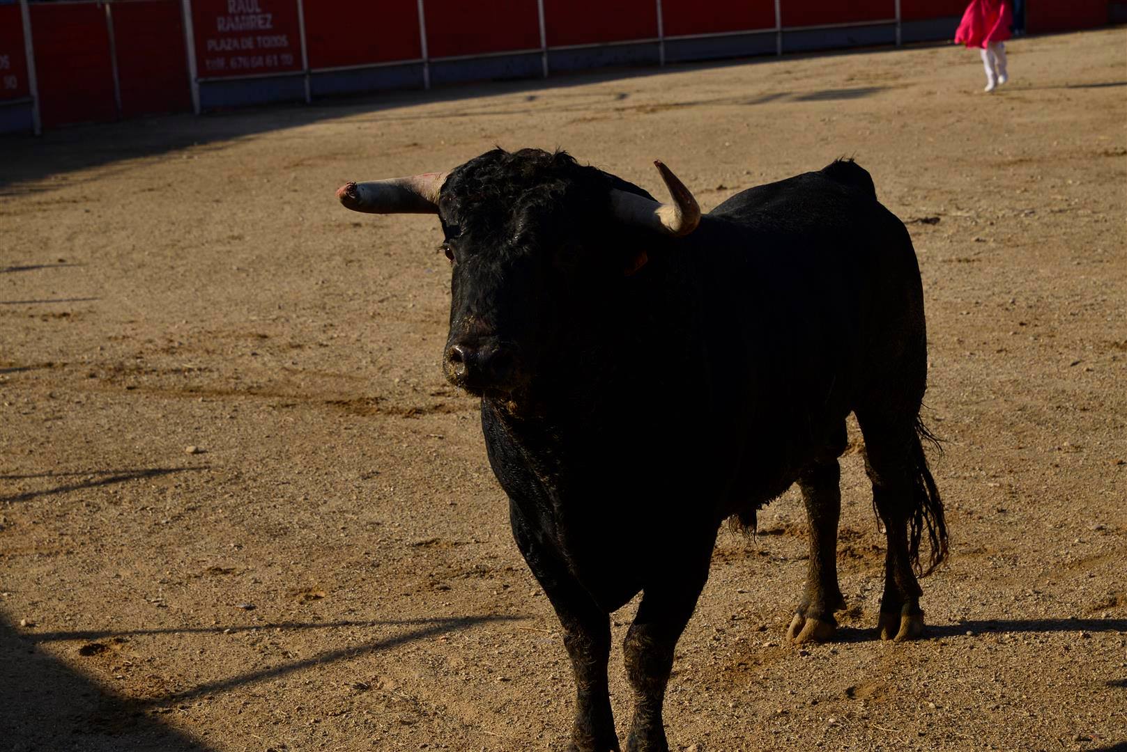 La Alcaldesa de Velilla exigirá responsabilidades a la empresa adjudicataria de los eventos taurinos