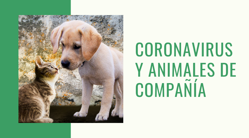 Información sobre coronavirus y animales de compañía