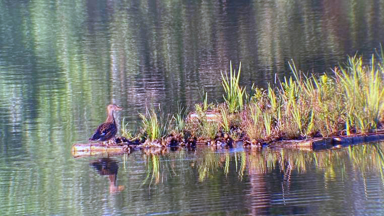 Las islas flotantes instaladas en la laguna El Raso están contribuyendo a mejorar notablemente las condiciones de las aves y reptiles que habitan la laguna