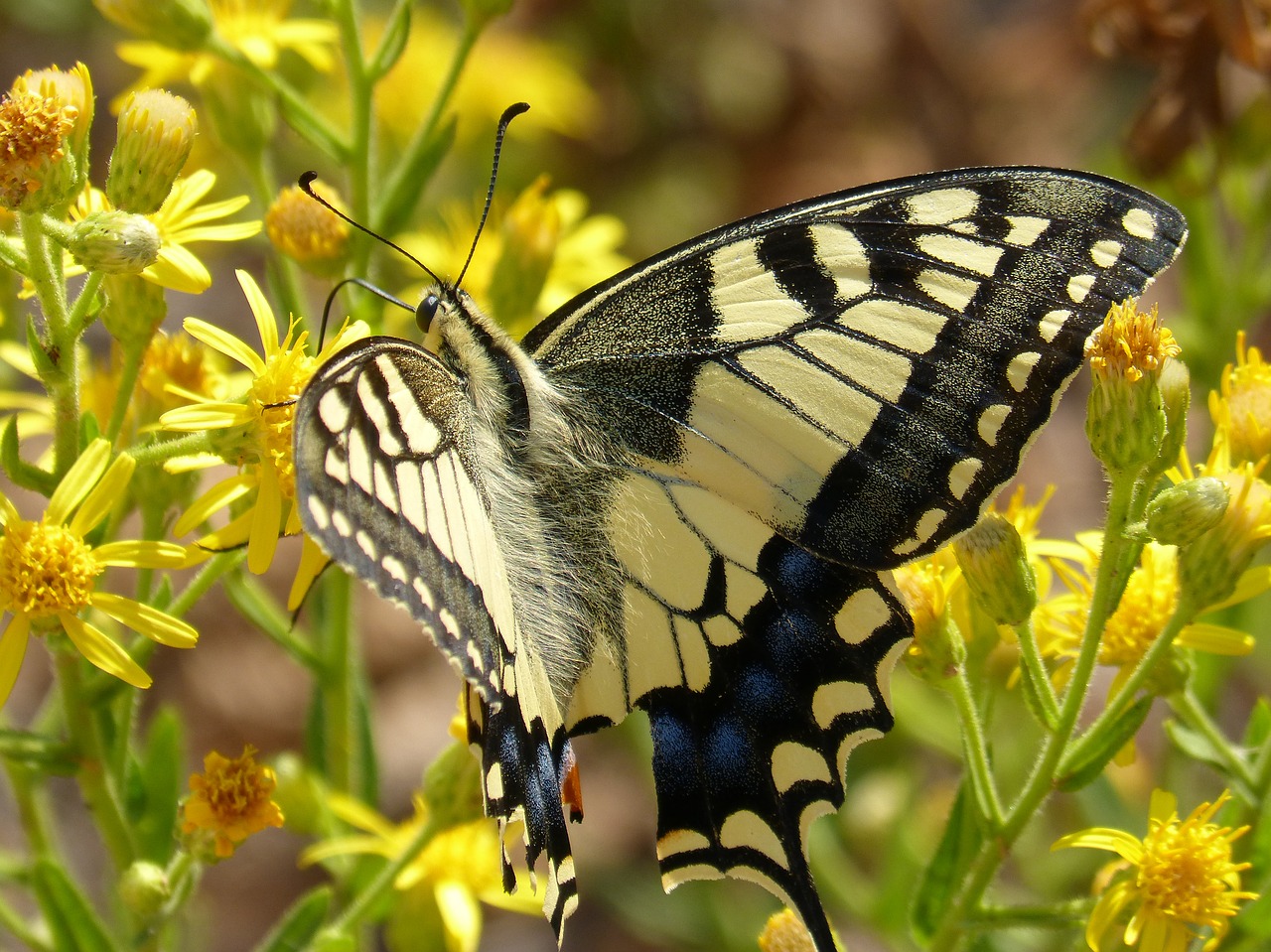 "Conocer es proteger", proyecto de divulgación de la fauna y flora más significativa del Sureste