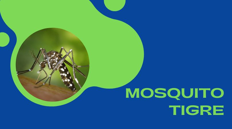 Recomendaciones para el control de la proliferación del mosquito tigre en esta época del año