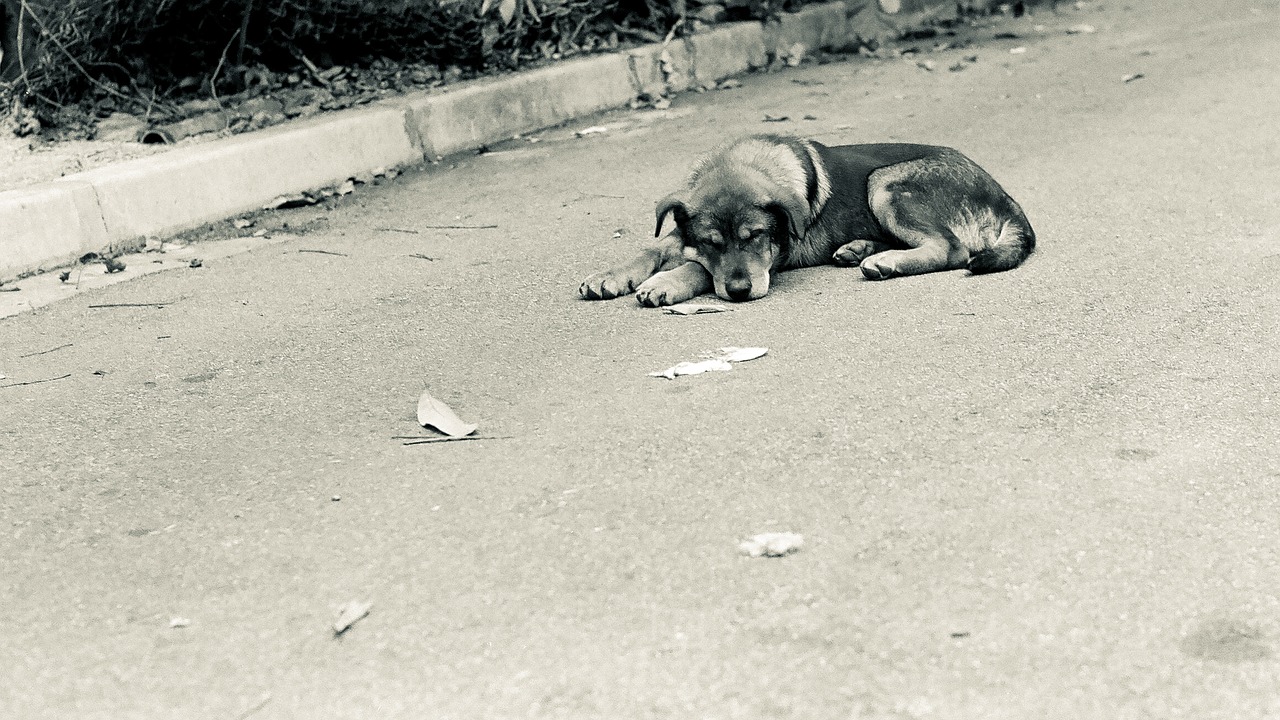 Ya está en marcha el servicio de urgencia de recogida de animales abandonados en la vía pública del Centro de Protección Animal