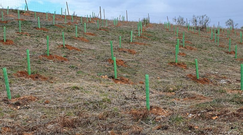 Alumnado del IES Ana María Matute participa en la plantación de árboles del Sector XXIII