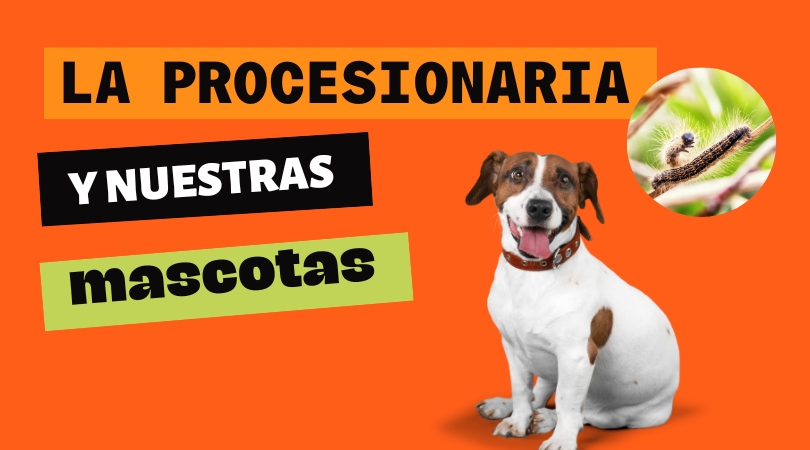 Las orugas y nuestras mascotas