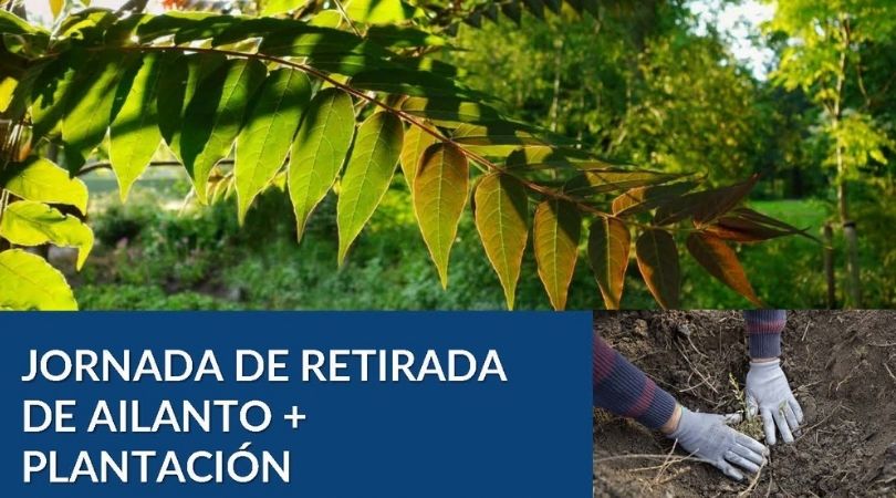 Jornada de retirada de ailanto y plantación de especies autóctonas