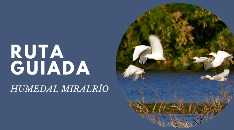 ruta guiada miralrio web
