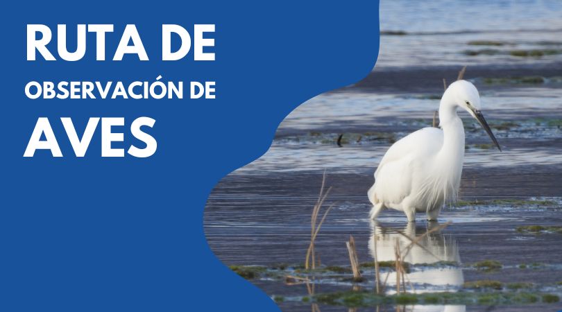 Celebramos el Día de los Humedales con una ruta de observación de aves por el entorno de Miralrío