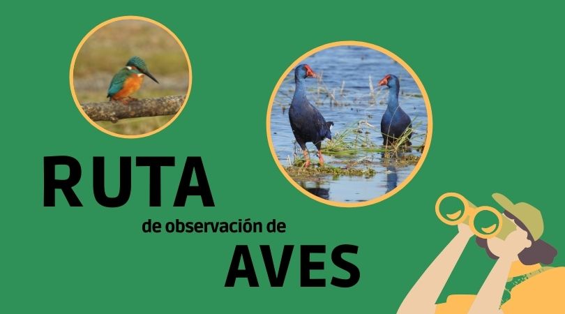 Celebraremos el Día de los Humedales con una ruta de observación de aves por el entorno de Miralrío