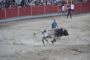 2022 Suelta de toros y vaquillas