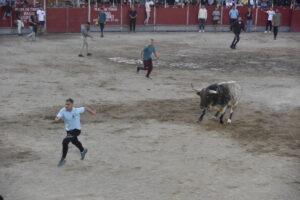 2022 Suelta de toros y vaquillas