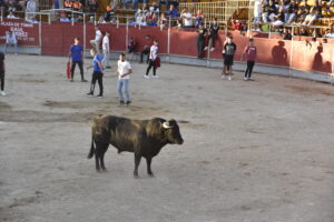 2022 Suelta de toros y vaquillas