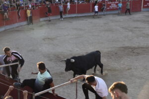 2022 Suelta de toros y vaquillas