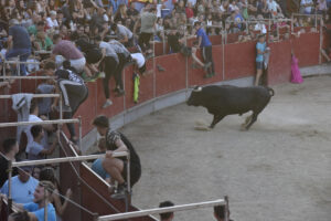 2022 Suelta de toros y vaquillas