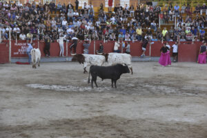 2022 Suelta de toros y vaquillas