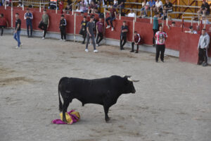 2022 Suelta de toros y vaquillas