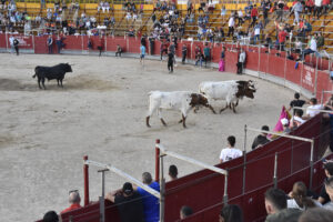 2022 Suelta de toros y vaquillas