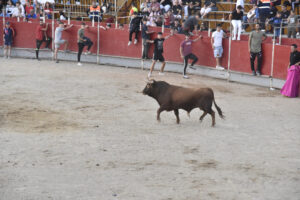 2022 Suelta de toros y vaquillas