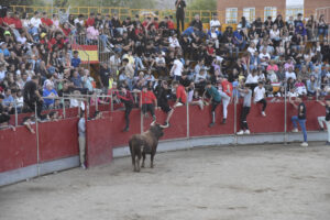 2022 Suelta de toros y vaquillas