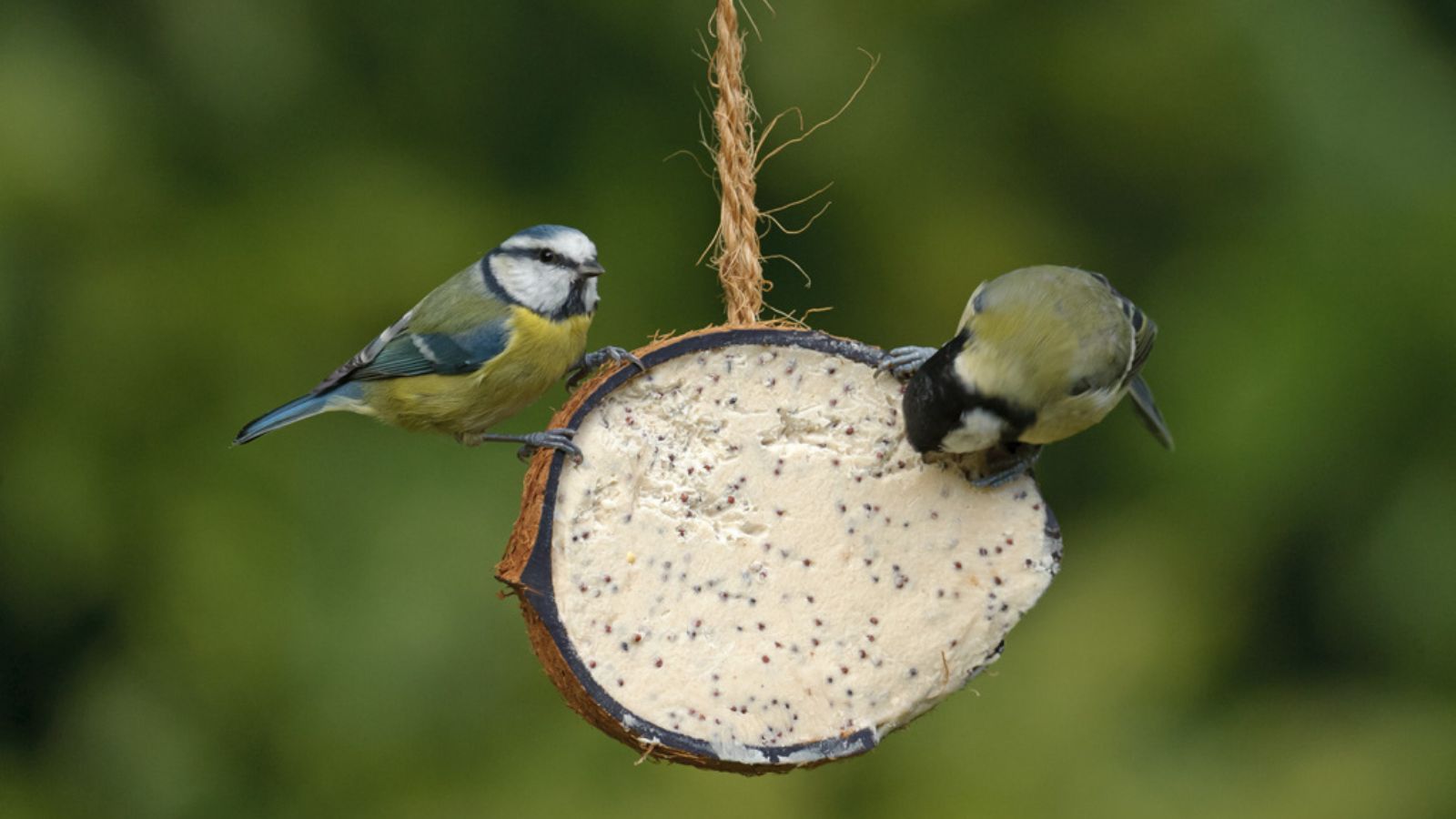 Taller de comederos para aves Taller de comederos para aves