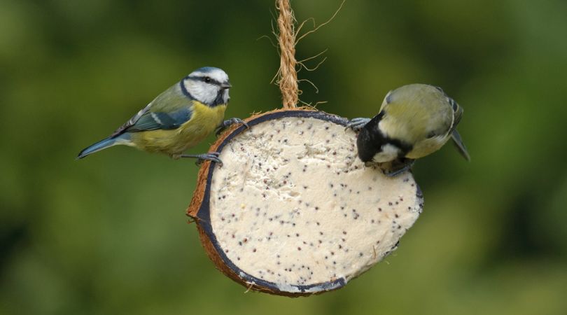 Taller de comederos para aves