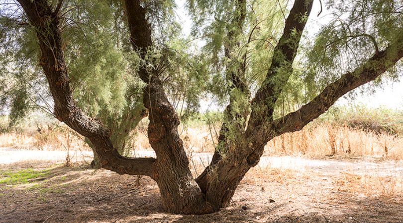 Conoce los árboles singulares de Velilla