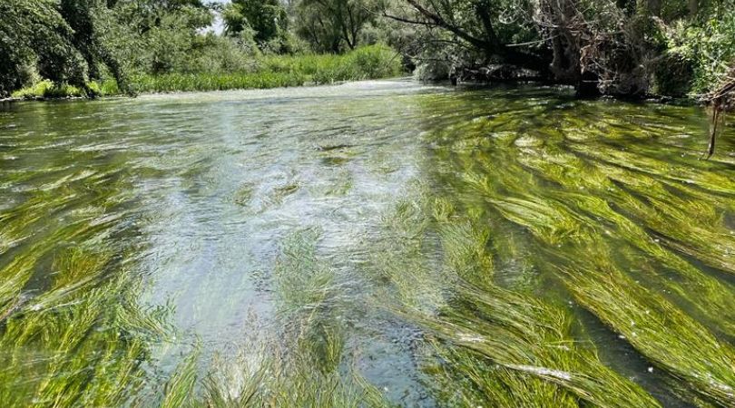 Comenzamos con los tratamientos de cada temporada para combatir la mosca negra