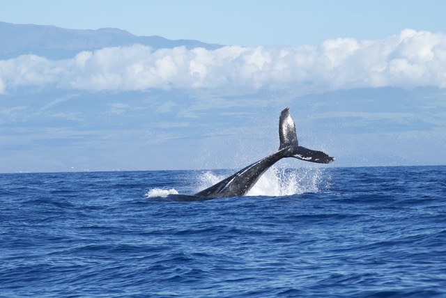 Moby dick Moby dick